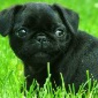 pug